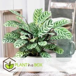 Ctenanthe 'gebedsplant' - Set Van 2 - Burle-marxii - Pot 12cm - Hoogte 25-40cm -Meubel Verkoop 1000030964 0102