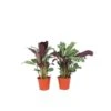 Ctenanthe 'gebedsplant' - Set Van 2 - Burle-marxii - Pot 12cm - Hoogte 25-40cm 2 Ctenanthe 'gebedsplant' - Set Van 2 - Burle-marxii - Pot 12cm - Hoogte 25-40cm -Meubel Verkoop 1000030964