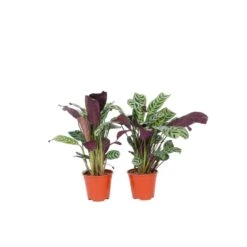 Ctenanthe 'gebedsplant' - Set Van 2 - Burle-marxii - Pot 12cm - Hoogte 25-40cm