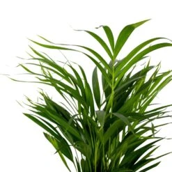2x Dypsis Lutescens - Goudpalm - ⌀17 Cm - ↕60-70 Cm -Meubel Verkoop 1000072866 0102