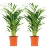 2x Dypsis Lutescens - Goudpalm - ⌀17 Cm - ↕60-70 Cm -Meubel Verkoop 1000072866