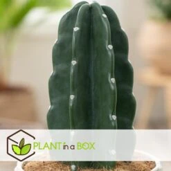 Cereus Jamacaru - Cactus "Cuddly" - Pot 18cm - Hoogte 30-35cm -Meubel Verkoop 1000082007 0103