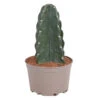 Cereus Jamacaru - Cactus "Cuddly" - Pot 18cm - Hoogte 30-35cm -Meubel Verkoop 1000082007