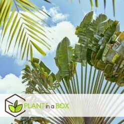 Ravenala Madagascariensis - Set Van 6 - Reizigerspalm - Pot 9cm - Hoogte 25-40cm -Meubel Verkoop 1000087973 0103