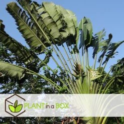 Ravenala Madagascariensis - Set Van 6 - Reizigerspalm - Pot 9cm - Hoogte 25-40cm -Meubel Verkoop 1000087973 0104