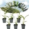 Ravenala Madagascariensis - Set Van 6 - Reizigerspalm - Pot 9cm - Hoogte 25-40cm -Meubel Verkoop 1000087973