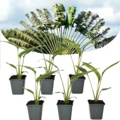 Ravenala Madagascariensis - Set Van 6 - Reizigerspalm - Pot 9cm - Hoogte 25-40cm