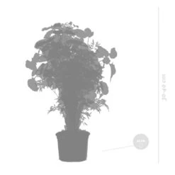 3x Polyscias Mix - Fabian - Ming - Green Lemon P12H30 -Meubel Verkoop 1000088692 0103