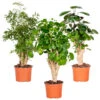 3x Polyscias Mix - Fabian - Ming - Green Lemon P12H30 -Meubel Verkoop 1000088692